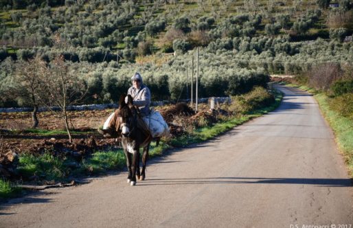 Bosco Quarto. Tra storia e natura.